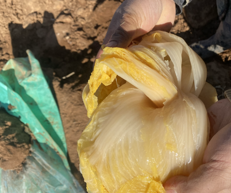 酸菜便宜出