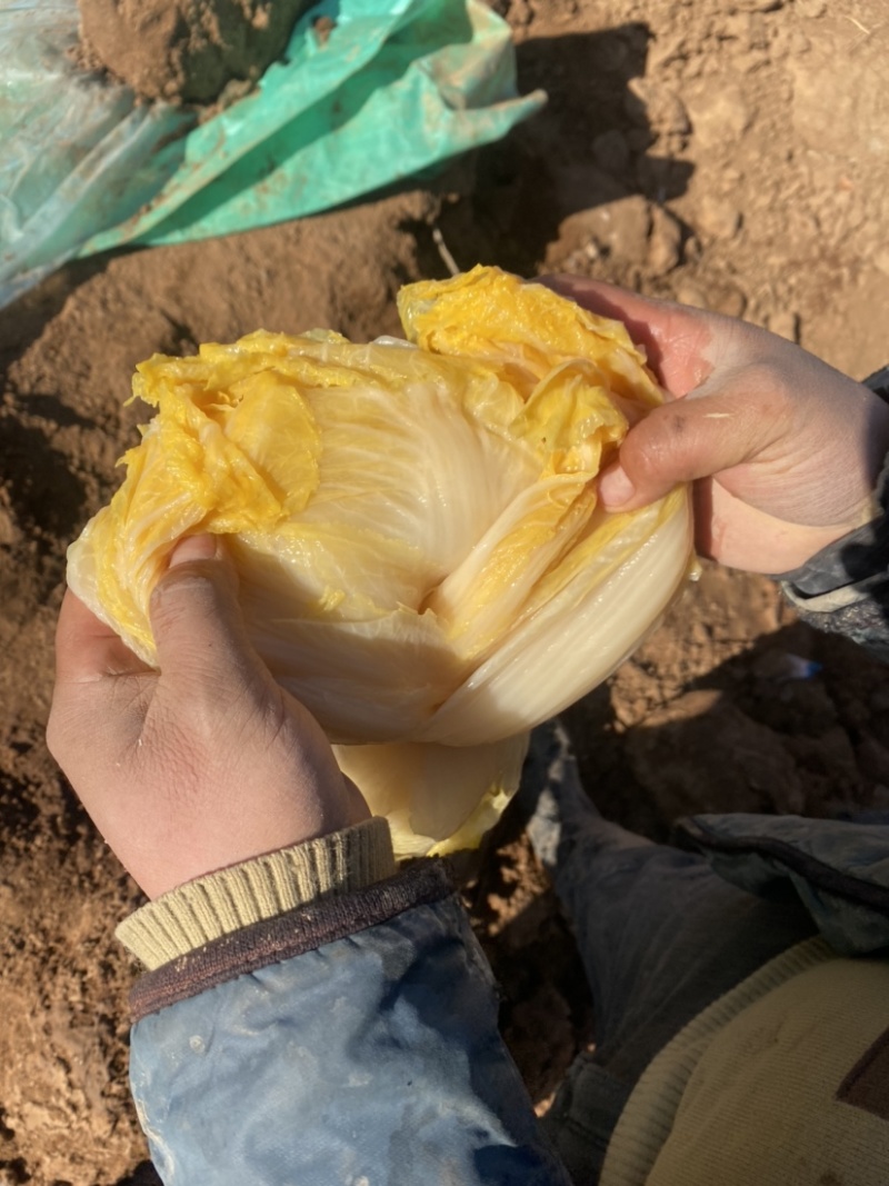 酸菜便宜出