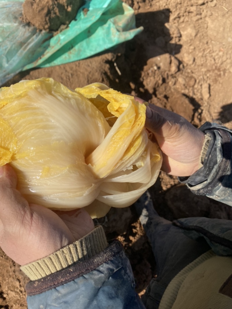 酸菜便宜出