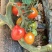 精品圣女果，品种有贝贝，千禧，提7，釜山88，大红果