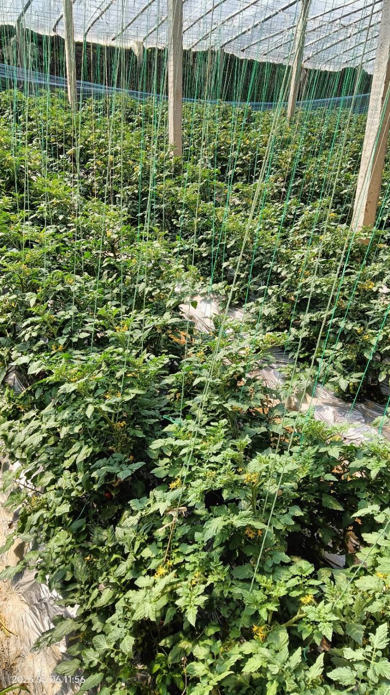 精品圣女果，品种有贝贝，千禧，提7，釜山88，大红果