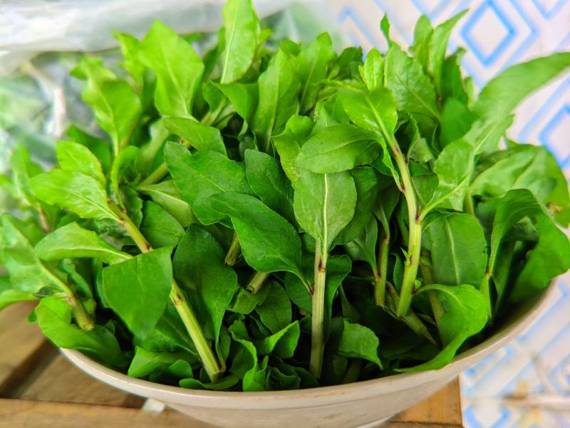 枸杞芽，枸杞芽菜，天精菜，甜菜头，基地货源