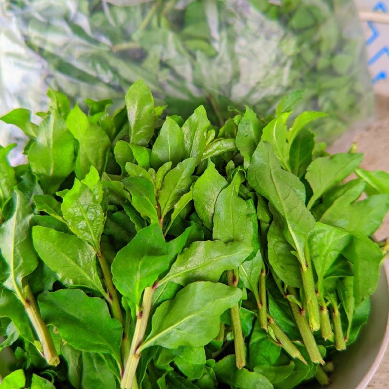 枸杞芽，枸杞芽菜，天精菜，甜菜头，基地货源