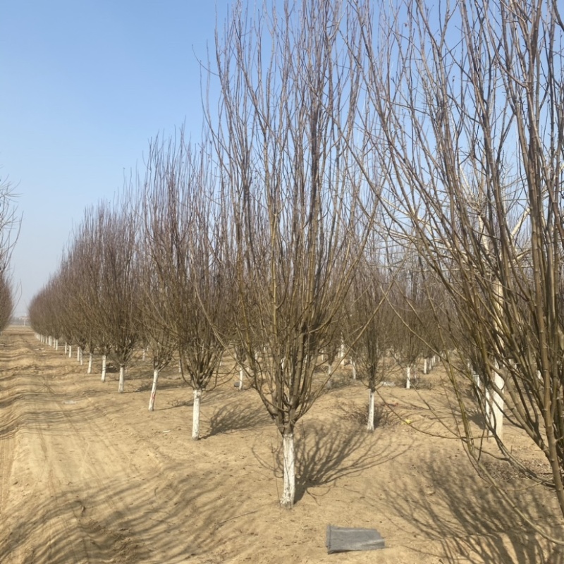 西府海棠基地5公分6公分8公分10公分12公分现货充足