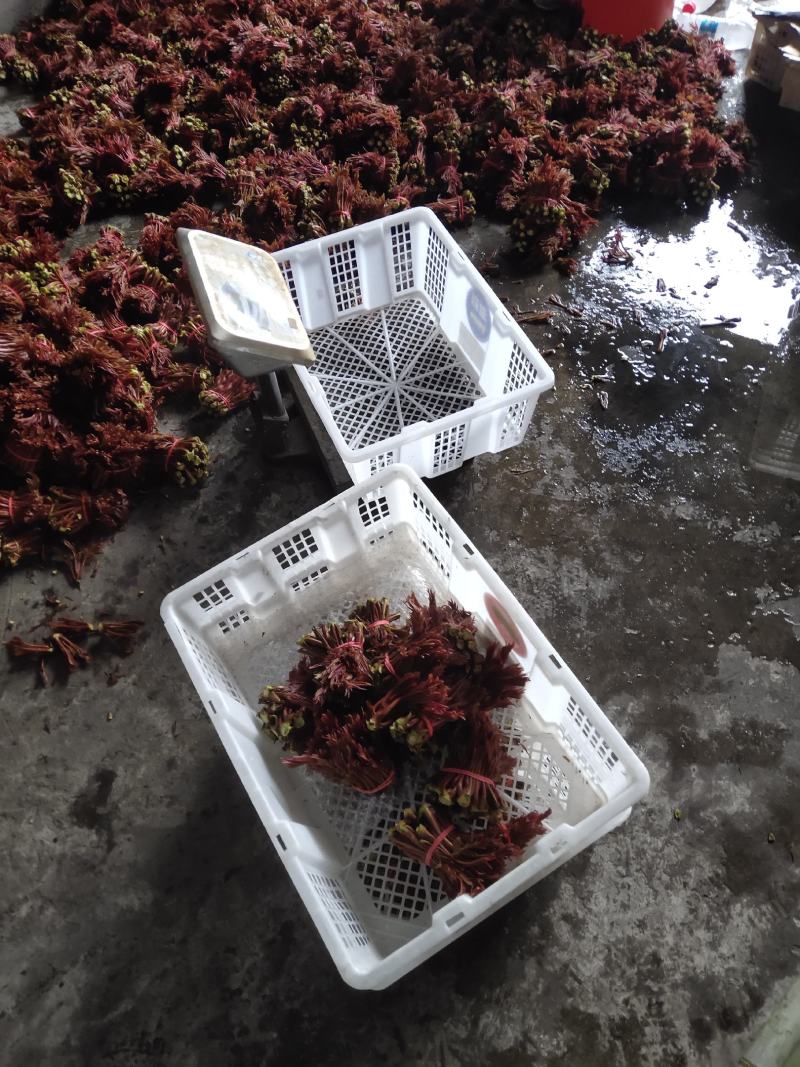 红油六号香椿