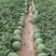美都西瓜有籽无籽大吨位供应7到13斤，糖度12个打底