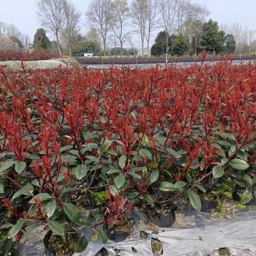 红叶石楠小苗种植基地