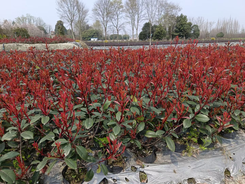 红叶石楠小苗种植基地