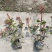 红叶石楠小苗种植基地
