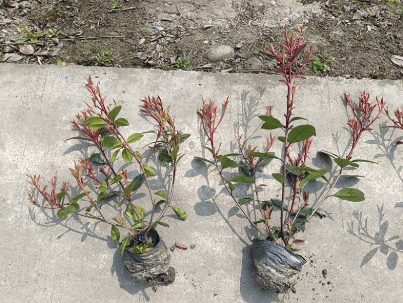红叶石楠小苗种植基地