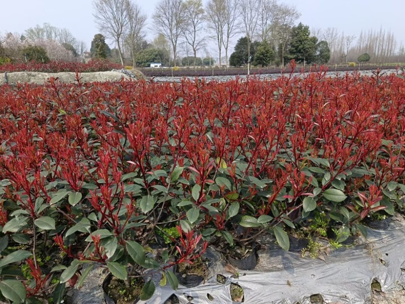 红叶石楠小苗种植基地