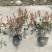 红叶石楠小苗种植基地