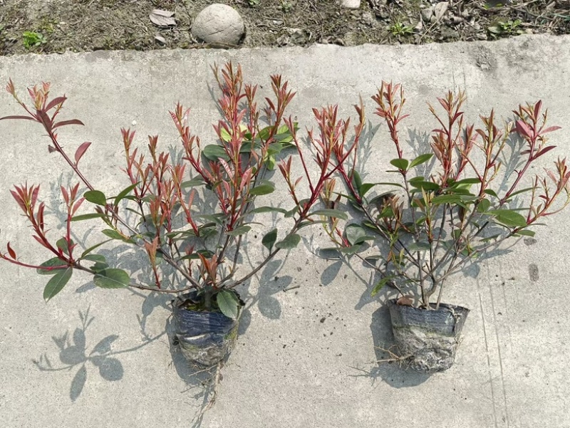红叶石楠小苗种植基地