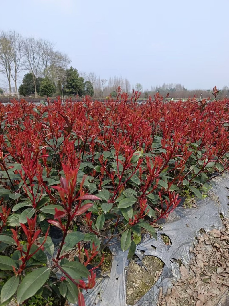红叶石楠小苗种植基地