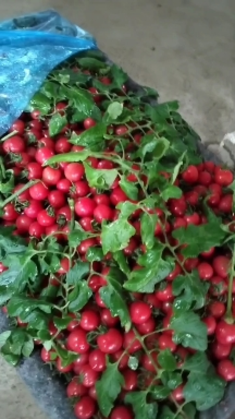 圣女果种植基地，济阳骇河果蔬。各样包装。