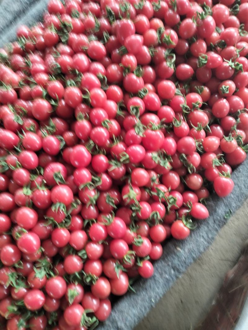 圣女果种植基地，济阳骇河果蔬。各样包装。
