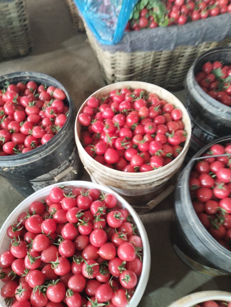 圣女果种植基地，济阳骇河果蔬。各样包装。