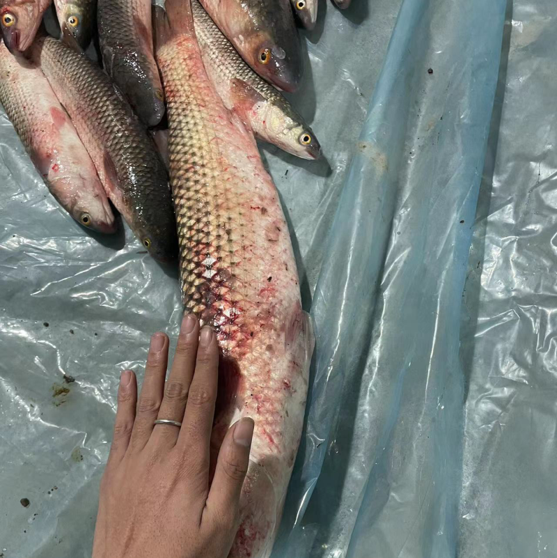 梭鱼