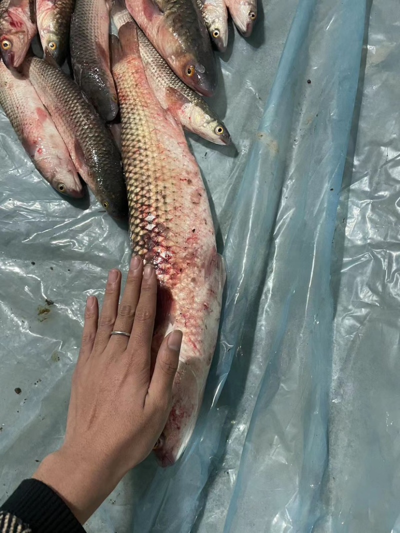 梭鱼