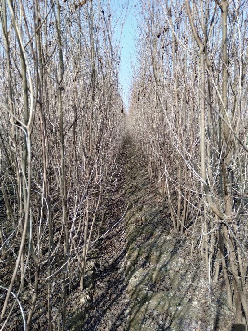 丛生乌桕树苗育苗