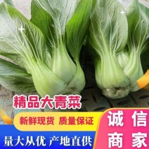 精品大颗青菜，油菜全国发货，质量保证，支持地头看货