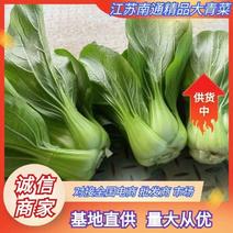 江苏南通精品移栽大青菜，，质量保证，量大。欢迎咨询