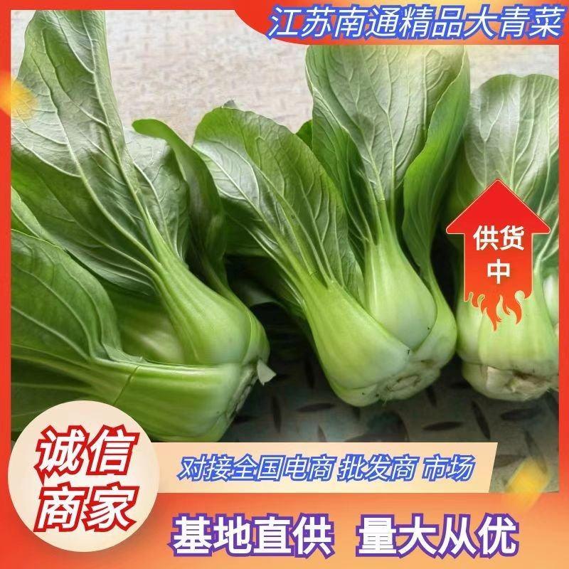 江苏南通精品移栽大青菜，，质量保证，量大优惠。欢迎咨询