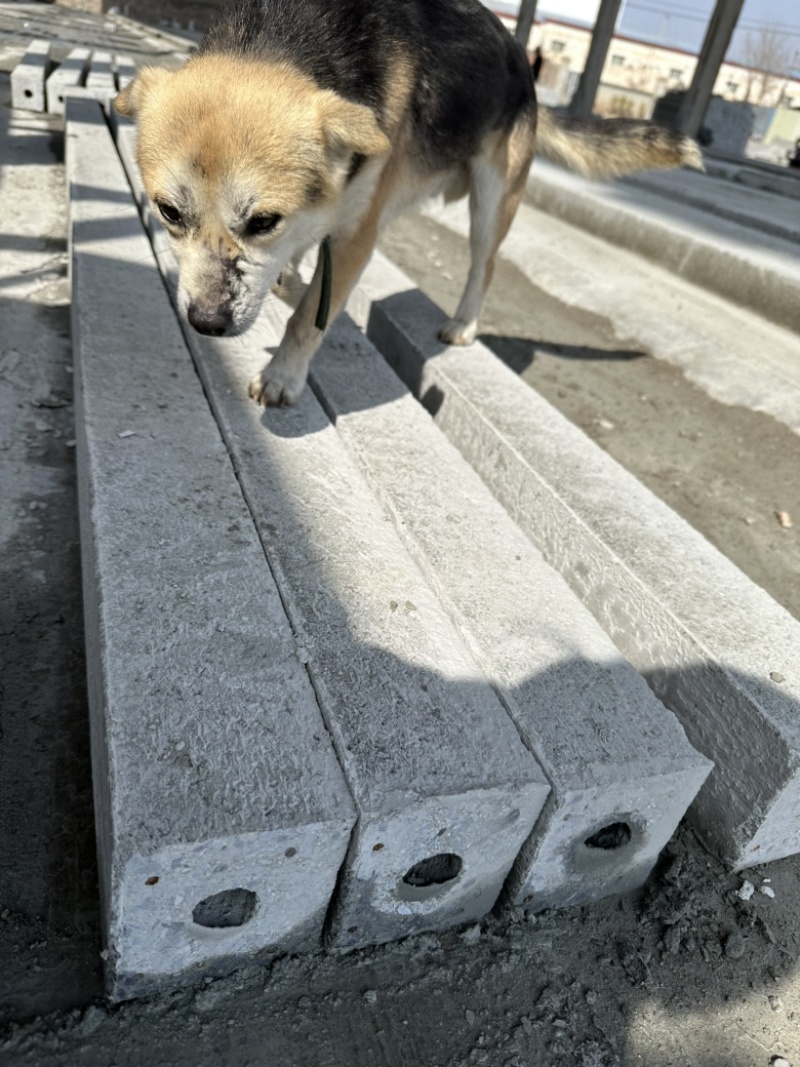 机制水泥葡萄架猕猴桃架火龙果架(水泥立柱)