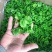 精品莴笋干，脱水莴笋片，莴笋片，脱水蔬菜，莴笋