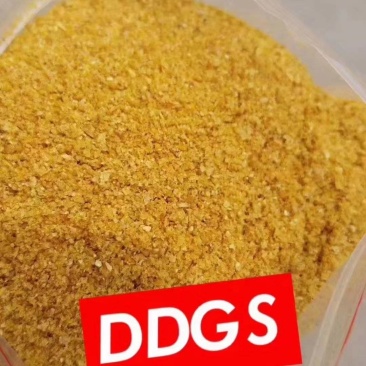 玉米酒糟DDGS