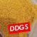 玉米酒糟DDGS