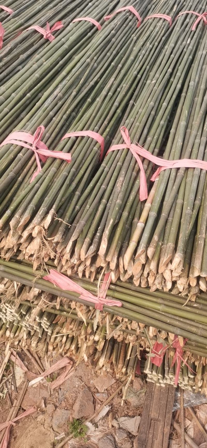 湖南竹竿蔬菜竹竿菜架竹豆角架黄瓜架冬瓜架专用竹竿