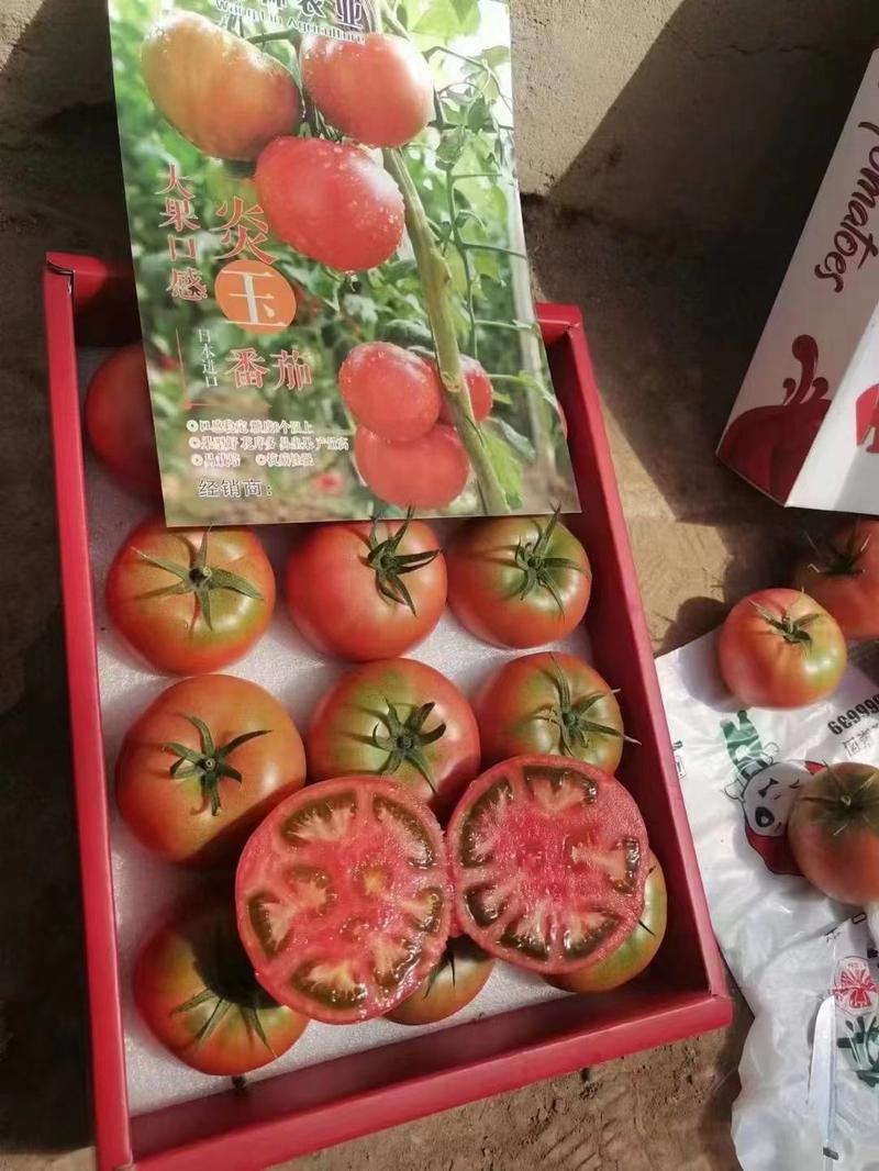 炎玉西红柿苗，硬粉番茄，果子大果型好，量大从优