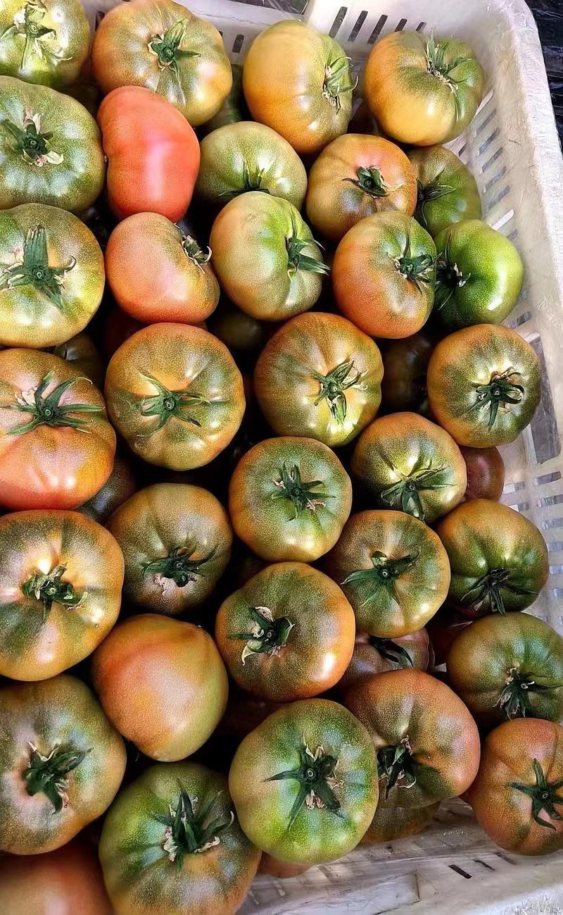 炎玉西红柿苗，硬粉番茄，果子大果型好，量大从优