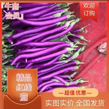 线茄子『牛』精品红线茄，现摘现卖，全国代发，欢迎大家定购