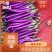 线茄子『牛』精品红线茄，现摘现卖，全国代发，欢迎大家定购