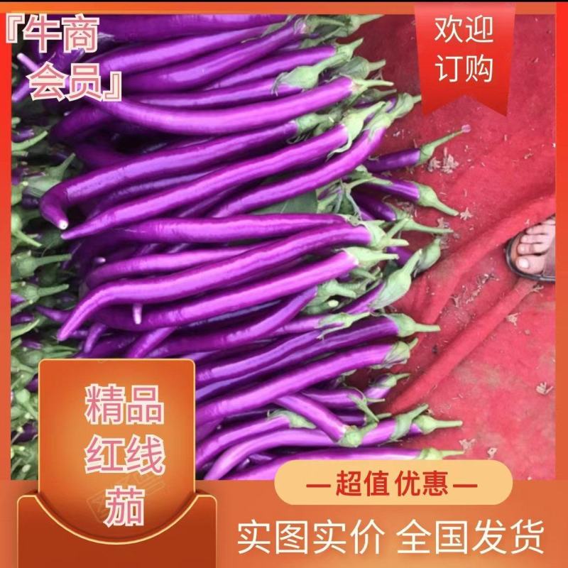 线茄子『牛』精品红线茄，现摘现卖，全国代发，欢迎大家定购