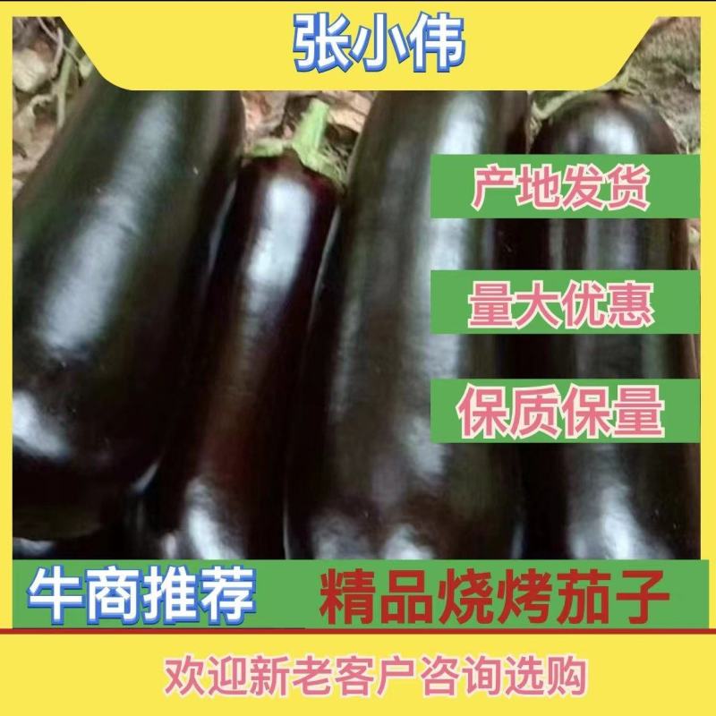 烧烤茄『牛』精品烧烤茄子，现摘现发，油光发亮，质量杠杠的