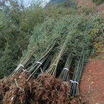 钢竹刚竹竹子2公分带土球货源充足各种规格