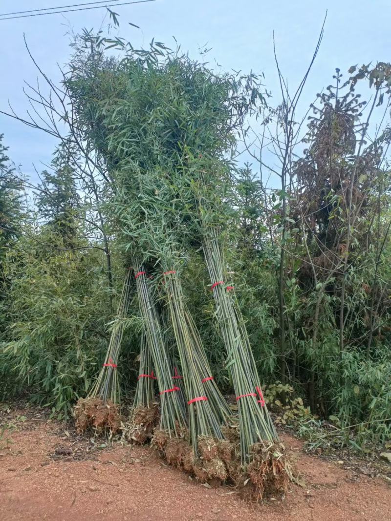 钢竹刚竹竹子2公分带土球货源充足各种规格