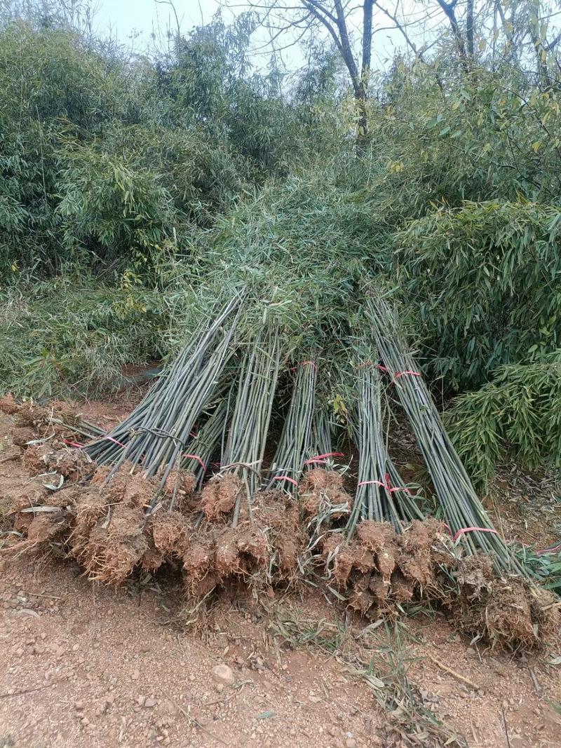 钢竹刚竹竹子2公分带土球货源充足各种规格