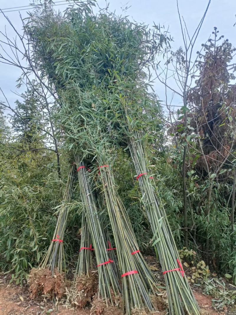 钢竹刚竹竹子2公分带土球货源充足各种规格