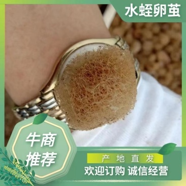 水蛭卵茧，我们投资你来养殖成活率高收入稳定