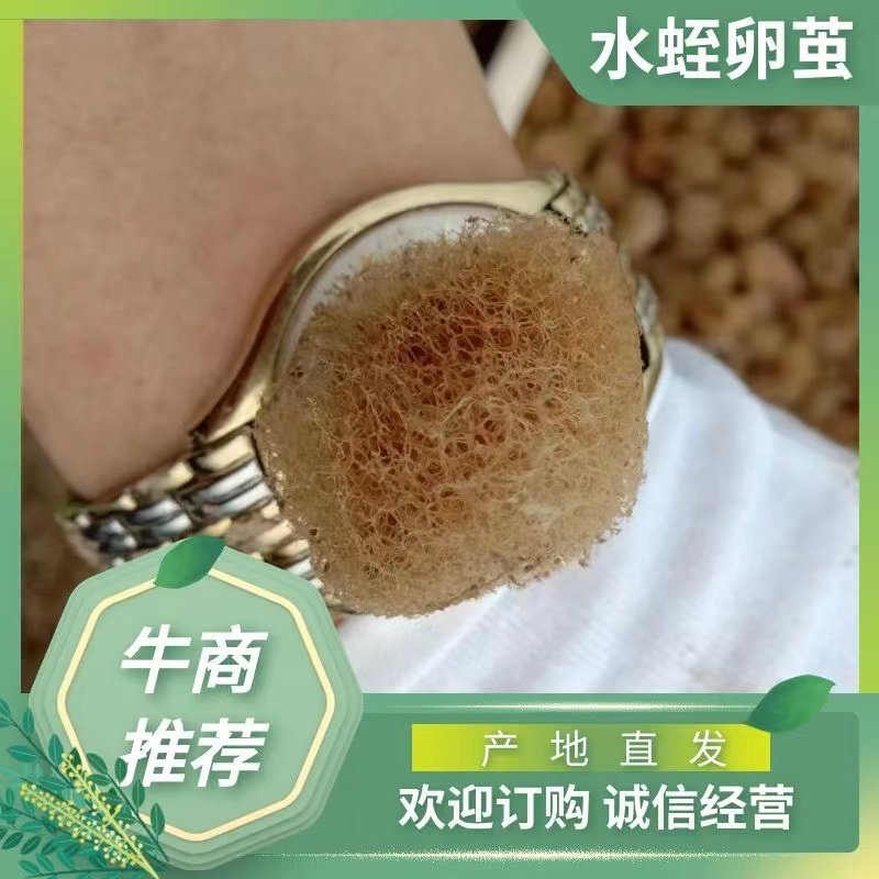 水蛭卵茧，我们投资你来养殖成活率高收入稳定