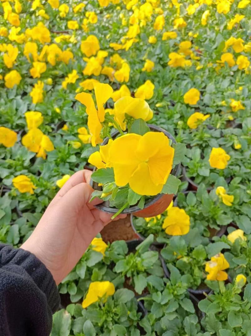 湖南三色堇/角堇/时令花卉/满地金