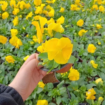 湖南三色堇/角堇/时令花卉/满地金