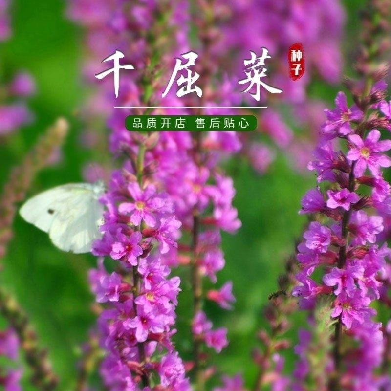 千屈菜种子，水生花卉水柳种子景观花卉耐寒多年生花种子花籽