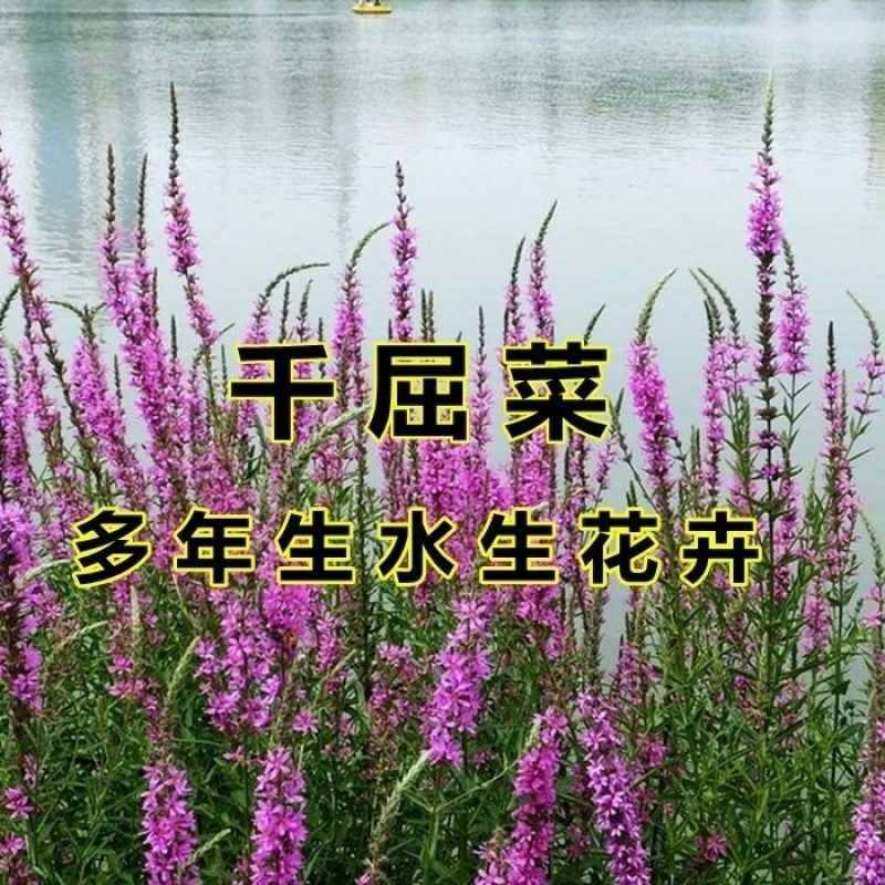 千屈菜种子，水生花卉水柳种子景观花卉耐寒多年生花种子花籽