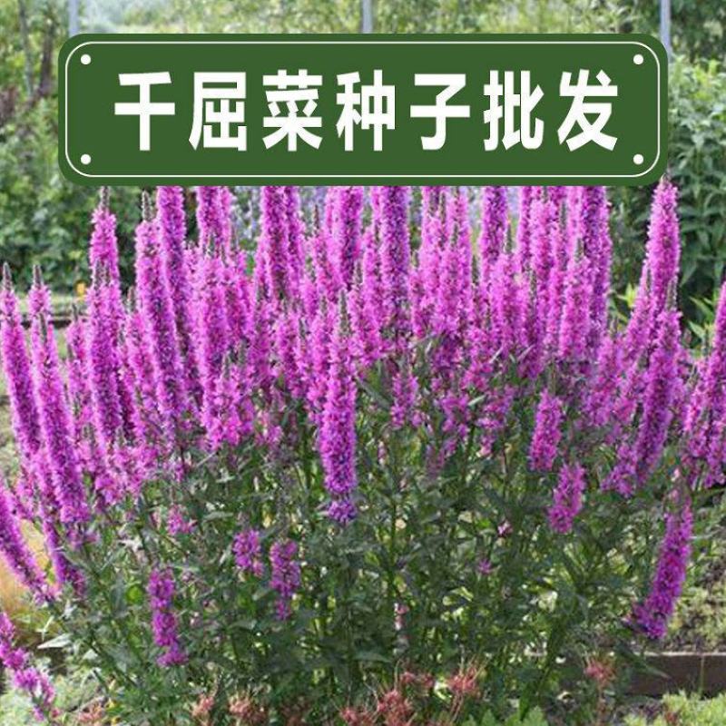千屈菜种子，水生花卉水柳种子景观花卉耐寒多年生花种子花籽