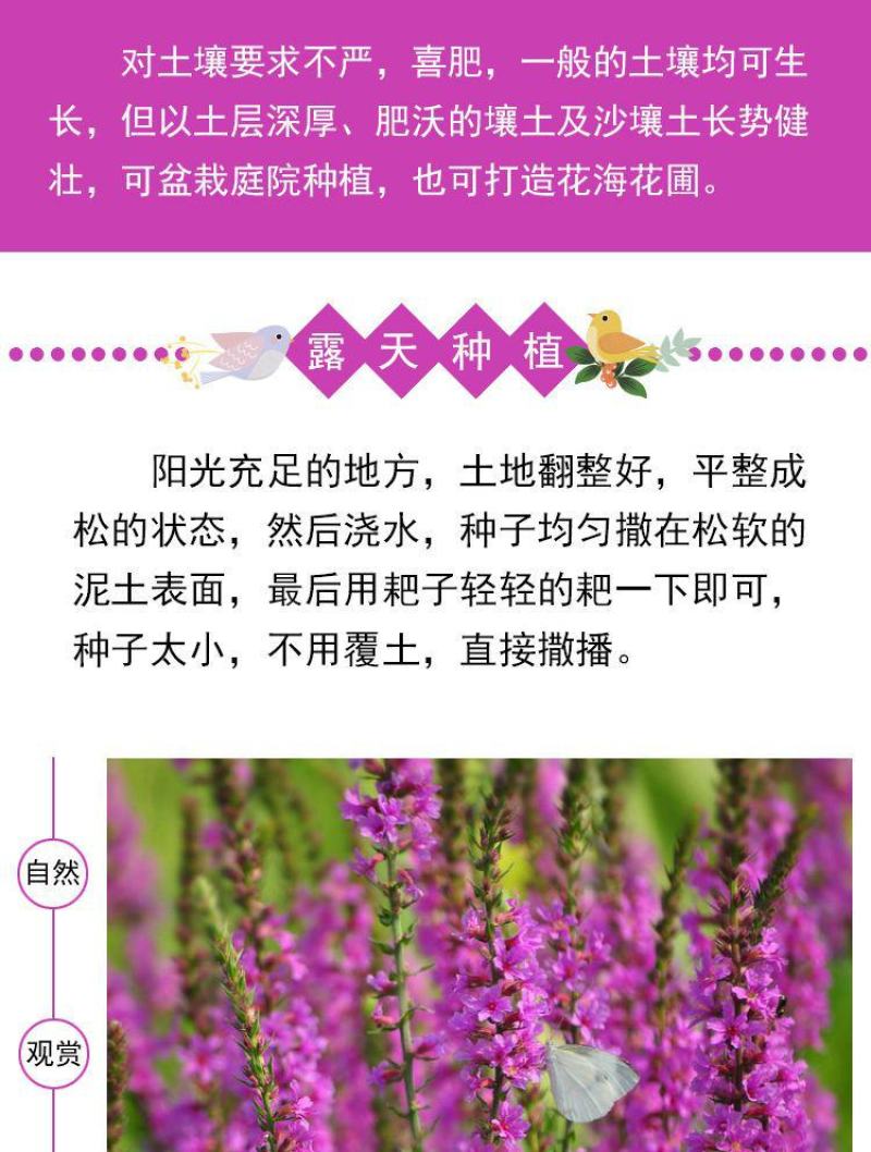 千屈菜种子，水生花卉水柳种子景观花卉耐寒多年生花种子花籽